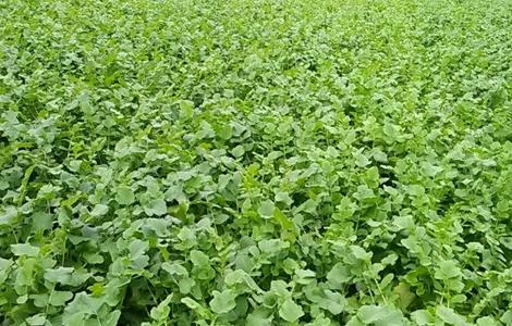 白萝卜对生长环境的要求 白萝卜对生长环境的要求有哪些