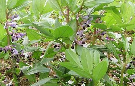 蚕豆不结荚防治措施（蚕豆常见病害及防治）