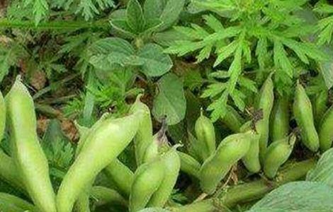 蚕豆倒伏防治方法（防止大豆倒伏措施）