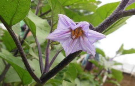 茄子摘心技术(茄子摘心技术培训)