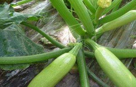 西葫芦结瓜期管理技巧（西葫芦结瓜期的管理）