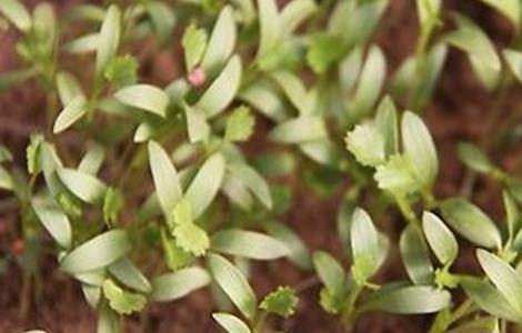 香菜对生长环境的要求（香菜对生长环境的要求是）