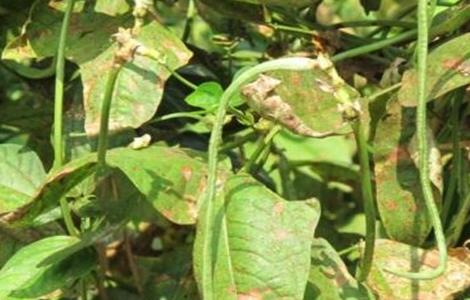 豆角干叶原因及防治方法 豆角干叶怎么治