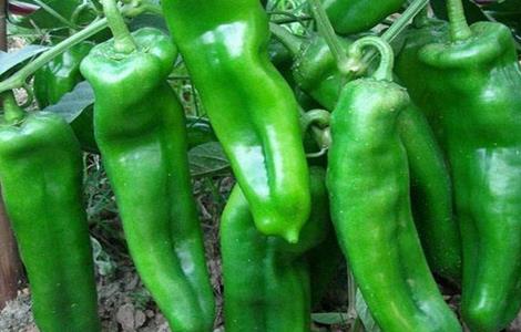 青椒种植技术 青椒种植技术和种植时间
