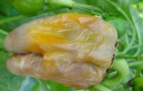 青椒烂果原因及防治方法（青椒烂果原因及防治方法图片）