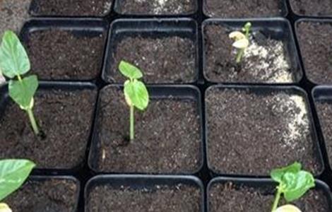 豆角育苗技术 豆角育苗技术培训