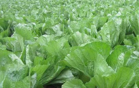 芥菜抽薹原因及防治措施(芥菜抽薹原因及防治措施视频)