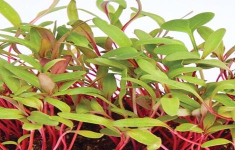 甜菜栽培管理技术 甜菜栽培管理技术规范