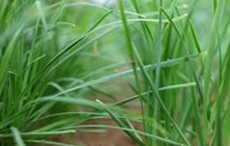 夏季种植韭菜注意事项（夏季种植韭菜注意事项和禁忌）