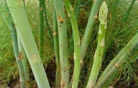 芦笋高产无公害种植技术 芦笋高产无公害种植技术研究