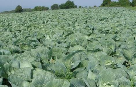 卷心菜病虫害防治方法 卷心菜病虫害防治方法视频