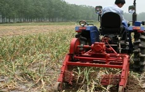 大蒜收获期注意事项（大蒜收获期注意事项有哪些）