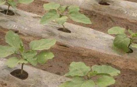 茄子定植后管理技术 茄子定植后管理技术措施
