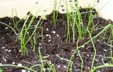 香葱种植管理 香葱种植管理视频