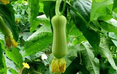 夏季种植丝瓜注意事项 夏季种植丝瓜注意事项有哪些