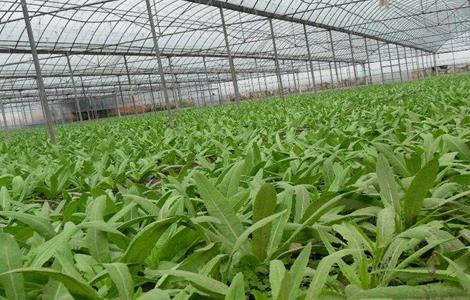 油麦菜的田间管理技术(油菜冬季田间管理技术)