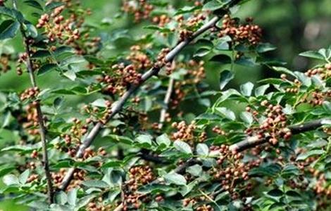 花椒落花落果防治措施 花椒落果严重怎么办