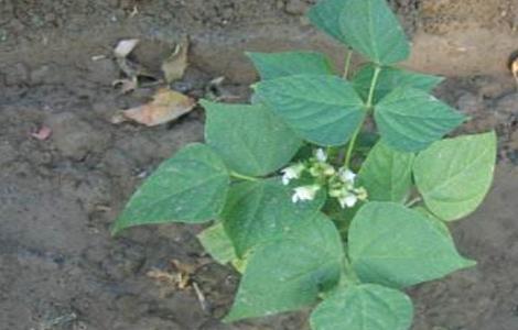 扁豆的施肥技术(扁豆施什么肥)