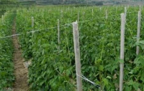 豇豆定植后如何管理 豇豆定植后如何管理好