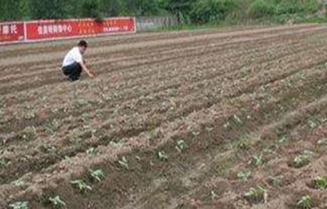 豇豆 定植后 如何管理