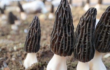 羊肚菌种植常见问题分析 羊肚菌种植前期对土地的处理