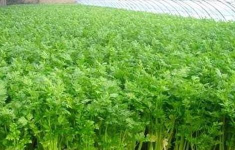 西芹种植技术 西芹种植技术视频
