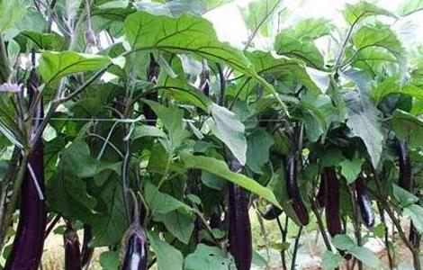 如何提高茄子的坐果率 如何提高番茄坐果率