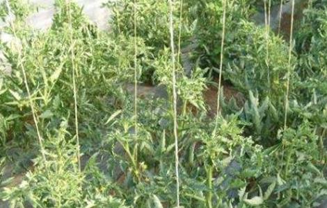 西红柿卷叶怎么办 西红柿卷叶怎么办?