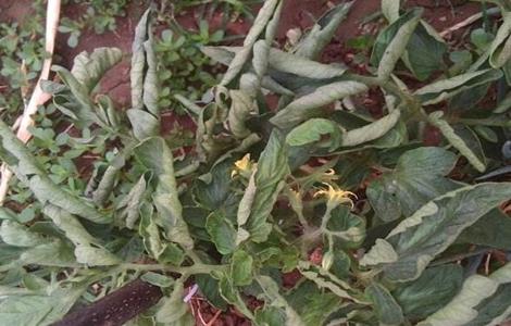 西红柿卷叶 怎么办 卷叶原因