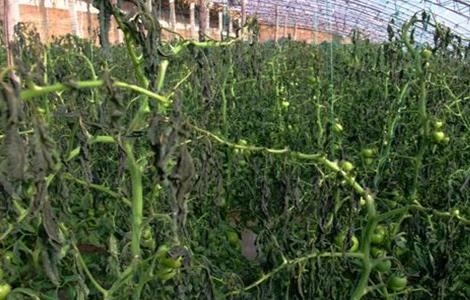 西红柿冻害怎么办（西红柿霜冻的防治措施）