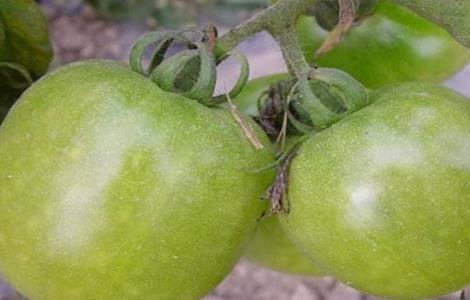 西红柿冻害 怎么办 冻害症状