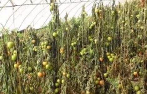 西红柿冻害 怎么办 冻害症状