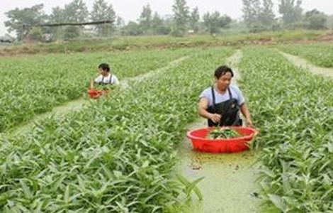 空心菜高产栽培技术（空心菜高产栽培技术视频）