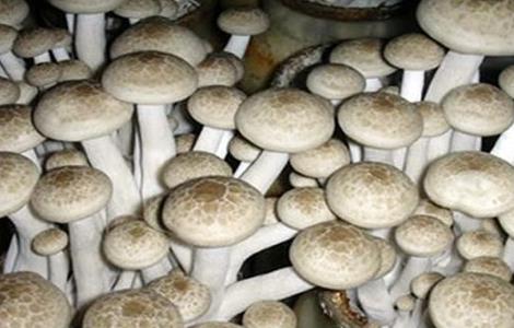 蟹味菇人工栽培技术（蟹味菇人工栽培技术与管理）