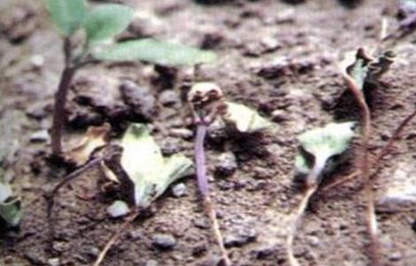 茄子苗期猝倒防治方法(番茄苗期猝倒病的防治)
