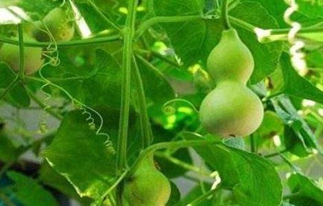小葫芦的种植方法(小葫芦的种植方法视频)