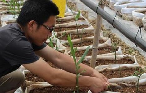 适合无土栽培的蔬菜（适合无土栽培的蔬菜种子）