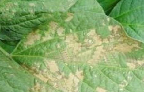 毛豆常见病虫害防治方法 毛豆的病虫害防治