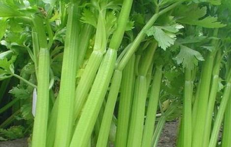 夏季芹菜种植注意事项（种植芹菜的注意事项）