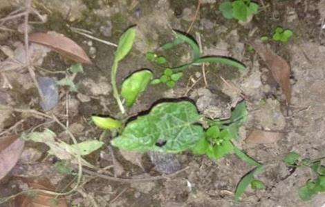 蛇瓜播种育苗技术（蛇瓜播种育苗技术）