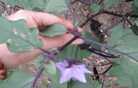茄子连续开花结果方法