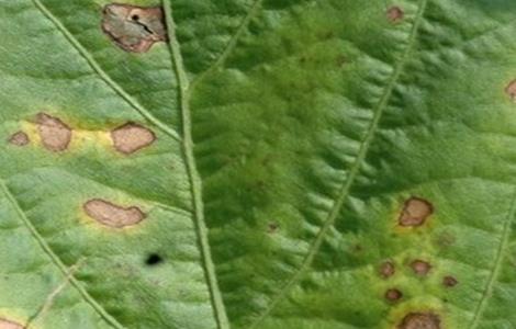 苋菜白锈病防治方法 苋菜白锈病防治方法图片