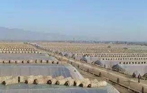 夏季高温焖棚注意事项 夏季高温焖棚注意事项有哪些