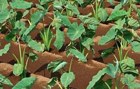 香芋栽培技术 香芋栽培技术要点