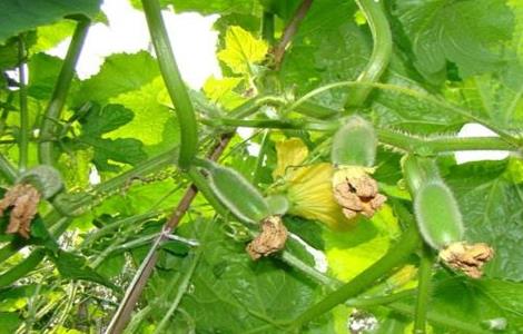 冬瓜生长条件 冬瓜生长条件