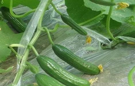 荷兰小黄瓜栽培技术 荷兰小黄瓜栽培技术要点