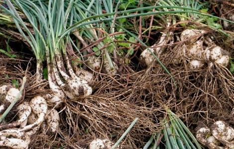 藠头的种植条件（藠头的种植时间与种植方法）