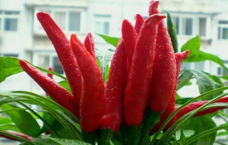辣椒常见品种 辣椒都有些什么品种
