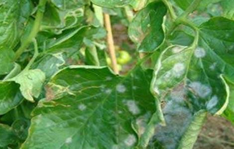 番茄白粉病的防治方法 番茄白粉病是什么原因造成的