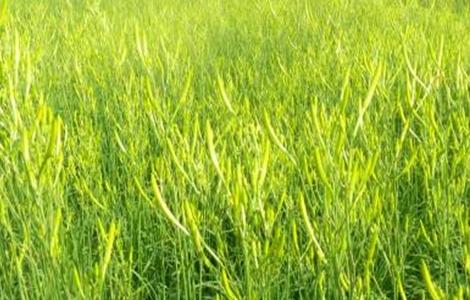 黄花菜田间管理技术（黄花菜田间管理技术要点）